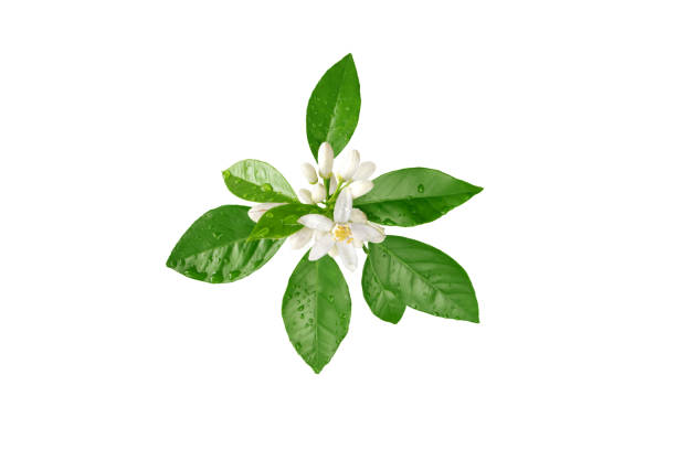 istock Orange tree white flowers with water drops isolated on white 1362990563