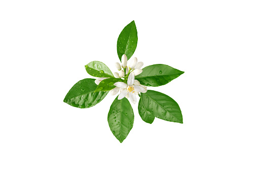Orange tree branch with white flowers, buds and leaves and water drops isolated on white. Neroli blossom. Citrus bloom.