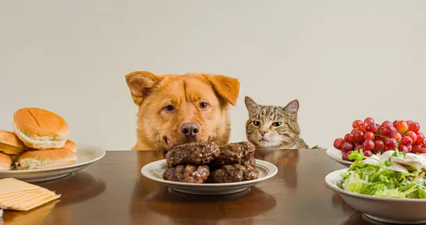 dog and cat near dinner table staring at hamburger meat patties