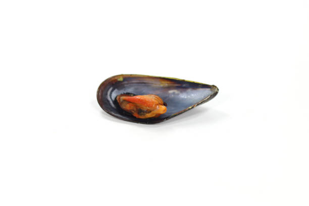 crustacean half boiled mussel boiled