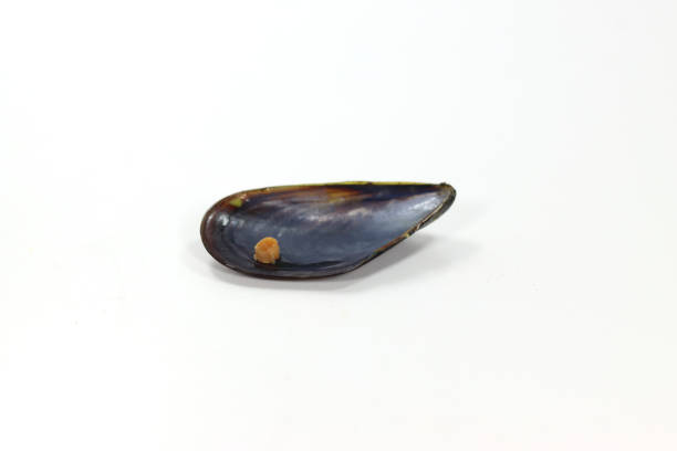 istock crustacean half boiled mussel boiled crustacean half boiled mussel boiled 1362991333