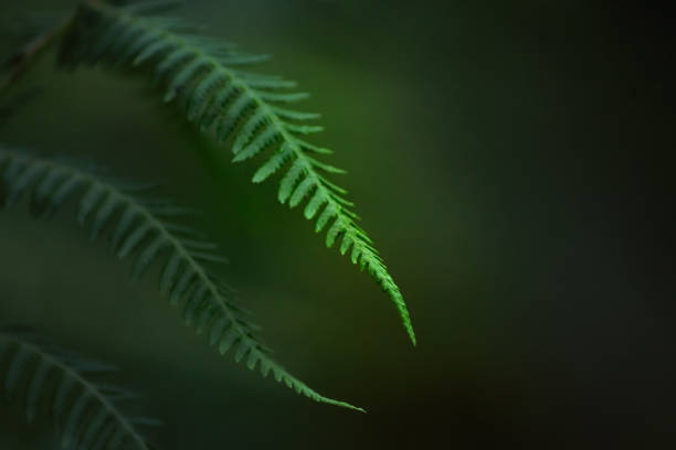 felce nello sfondo della foresta bokeh - felce foto e immagini stock