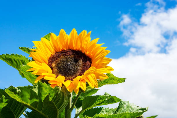 istock Sunflower portrait against blue sky. 1362991399
