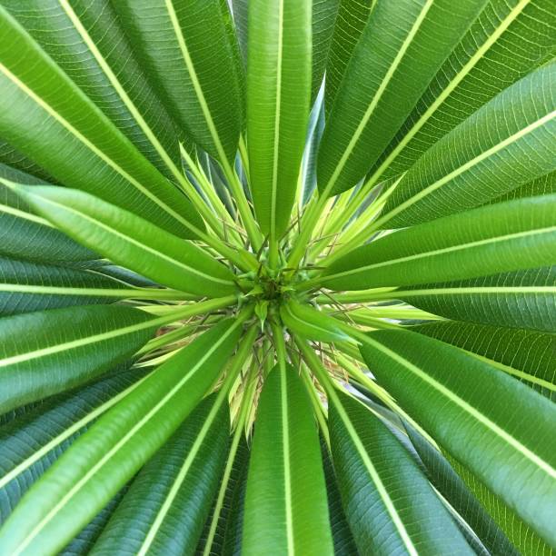 istock Tropical desert plant with symmetry 1362993337