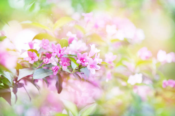 istock Spring blossom, springtime pink flowers bloom, pastel and soft floral card 1362993428
