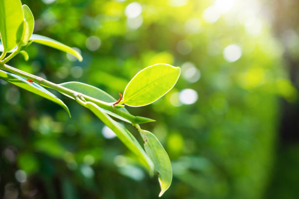 istock Plant green leaf in garden with bokeh background 1362996559