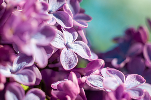 Lilac flowers close-up with a blurred background. Macro photography