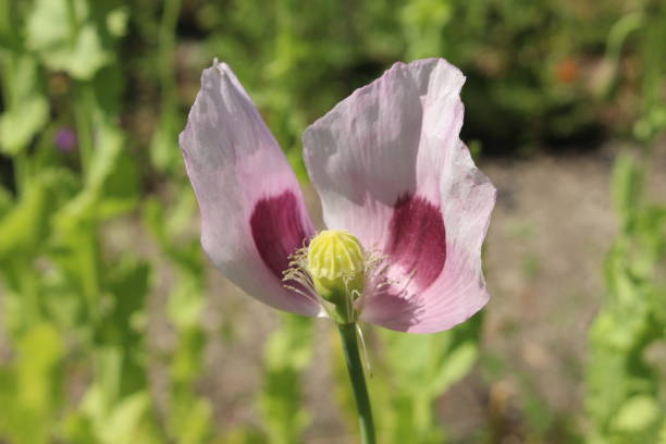 "schlafmohn" blume - papaver somniferum - poppy flower opium poppy formal garden stock-fotos und bilder