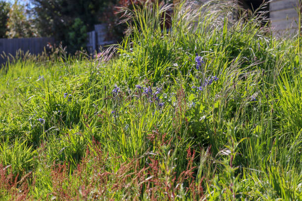 istock long grass and wildflowers in meadow 1362997745