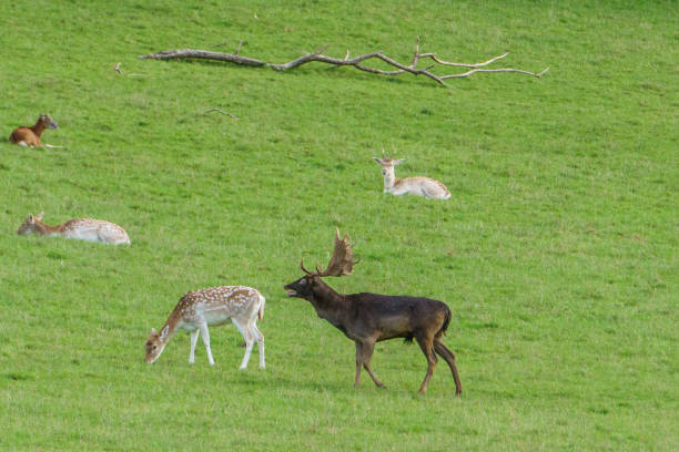 istock Funny red deer stag roaring at female deer on meadow 1362998040