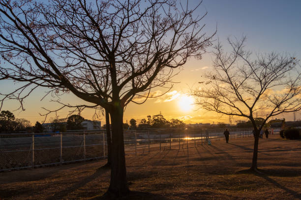 istock Winter park in the morning sunlight 1362998240