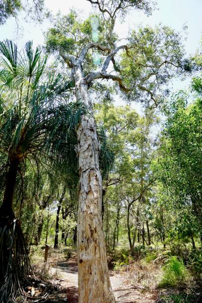 istock Sky view along a Paperbark tree and flares - Agnes Water, Queensland 1362998276