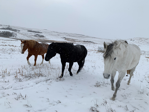 3 horses walking in the December Snow in a pasture in the winter