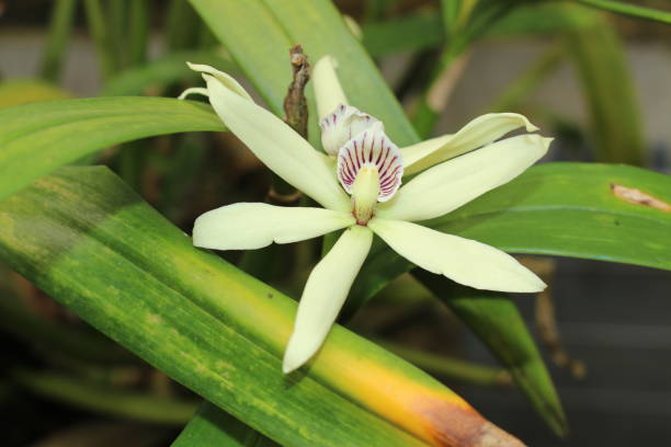 fiore "orchidea a conchiglia" - prosthechea fragrans - cockle nature outdoors horizontal foto e immagini stock