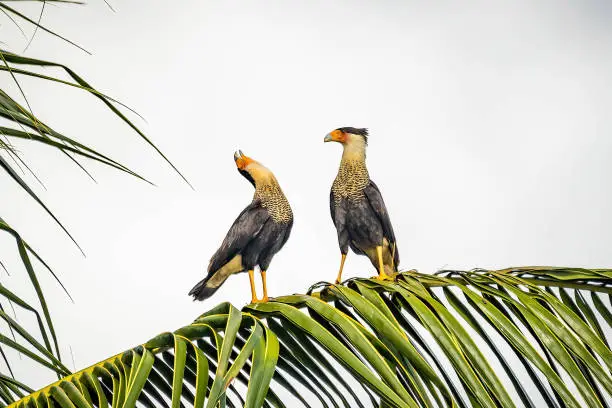Couple of beautiful crested caracara birds together on palm tree outdoors
