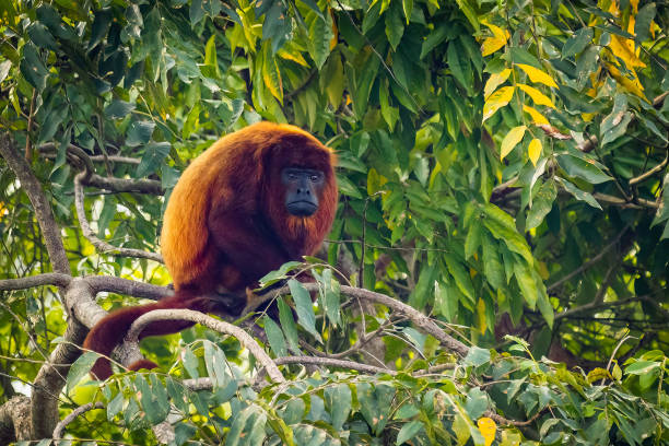 istock Close up portrait of Red howler monkey on the tree 1363000282