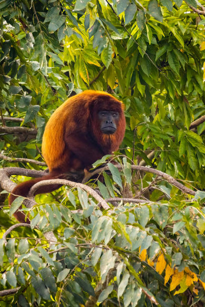 istock Close up portrait of Red howler monkey on the tree 1363000283