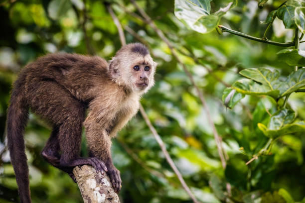 istock Beautiful portrait of capuchin wild monkey sitting on tree 1363000309