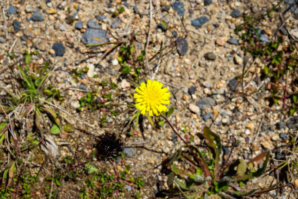 istock yellow dandelion flower in arid ground 1363002415