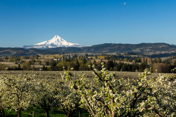 istock Mount Hood and endless blooming pear trees orchards 1363003277