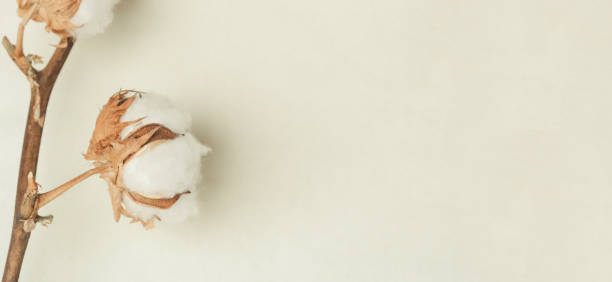 delicate white cotton flowers branch. - cotton flower textile macro imagens e fotografias de stock