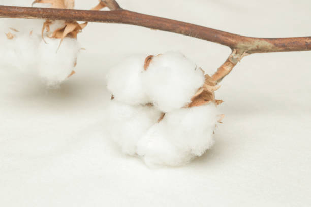 zarter weißer baumwollblütenzweig. - cotton flower textile macro stock-fotos und bilder