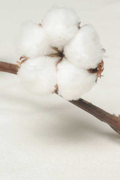zarter weißer baumwollblütenzweig. - cotton flower textile macro stock-fotos und bilder