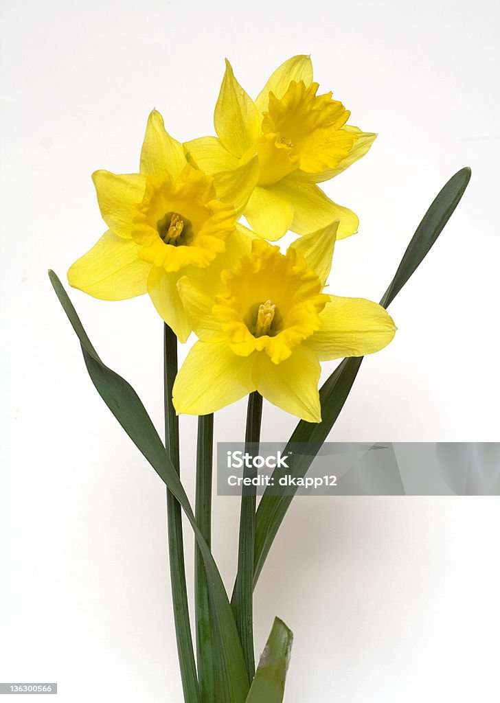 Trindade de Daffodils - Royalty-free Amarelo Foto de stock