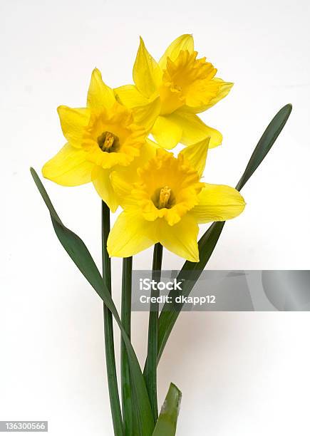 Trindade De Daffodils - Fotografias de stock e mais imagens de Amarelo - Amarelo, Arranjo, Bouquet