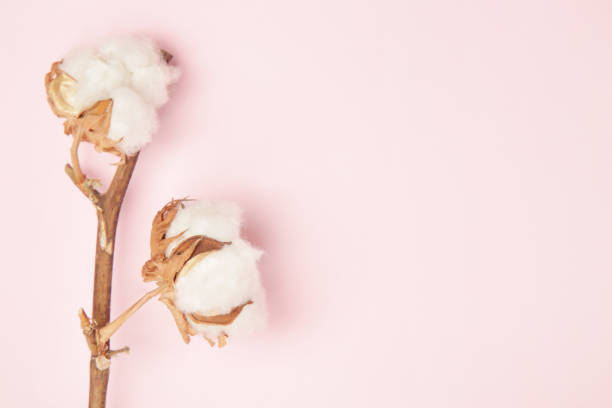 繊細な白い綿花の枝。 - cotton flower textile macro ストックフォトと画像