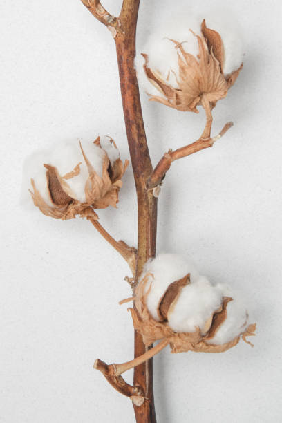 delicate white cotton flowers branch. - cotton flower textile macro imagens e fotografias de stock