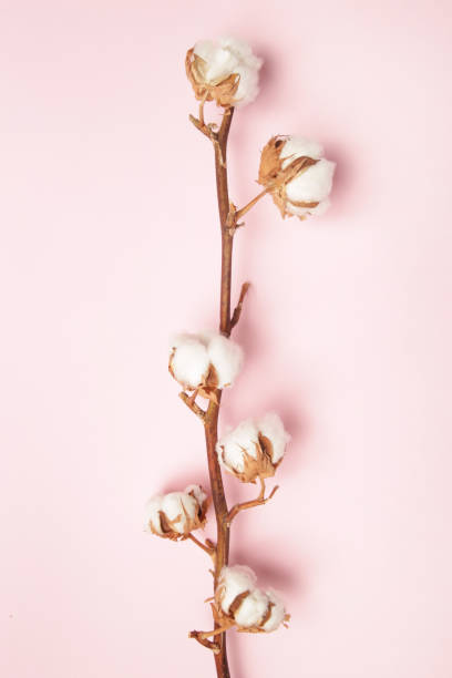 istock Delicate white cotton flowers branch. 1363005826