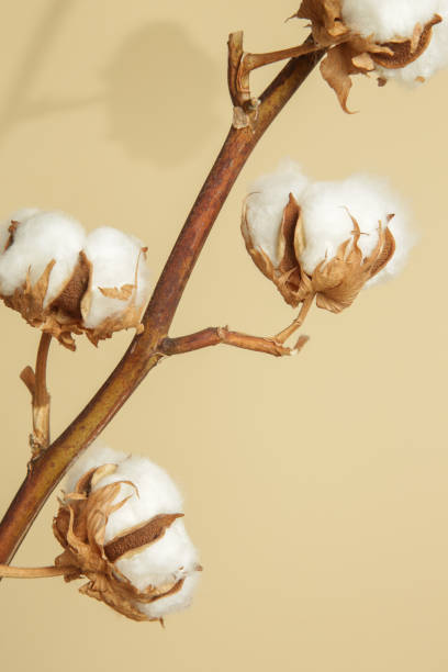 delicate white cotton flowers branch. - cotton flower textile macro imagens e fotografias de stock