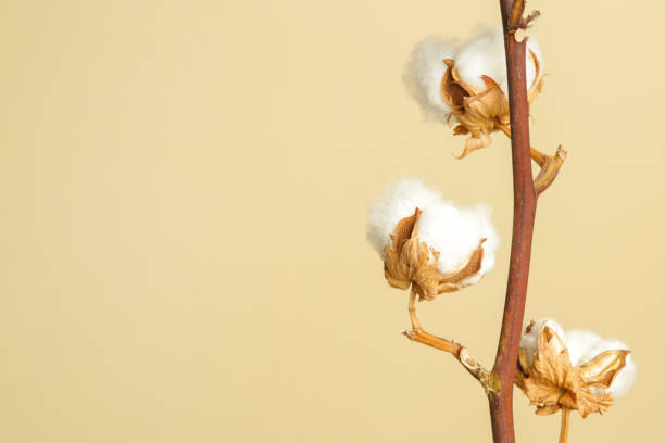 delicate white cotton flowers branch. - cotton flower textile macro imagens e fotografias de stock