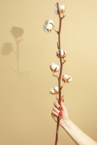 繊細な白い綿花の枝。 - cotton flower textile macro ストックフォトと画像