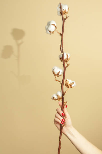нежная белая вет�вь цветов хлопчатника. - cotton flower textile macro стоковые фото и изображения