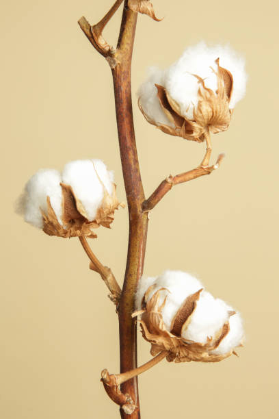 delicate white cotton flowers branch. - cotton flower textile macro imagens e fotografias de stock