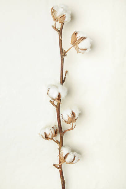 delicate white cotton flowers branch. - cotton flower textile macro imagens e fotografias de stock