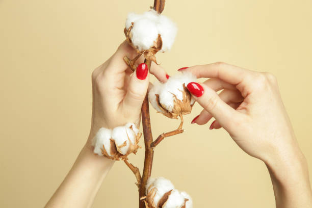 delicate white cotton flowers branch. - cotton flower textile macro imagens e fotografias de stock