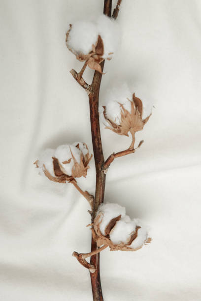 istock Delicate white cotton flowers branch. 1363007681