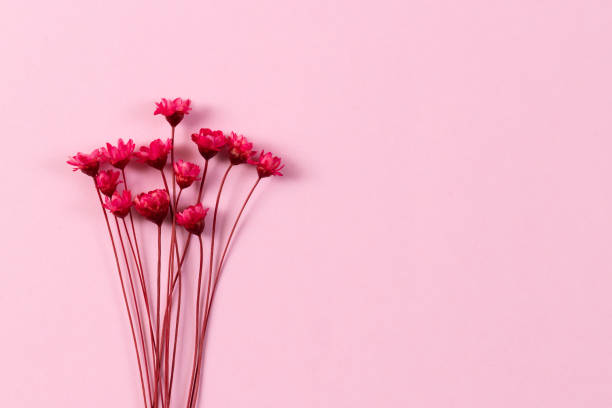 Pink dried flowers on pink background. Simple Object Tabletop. Copy space.