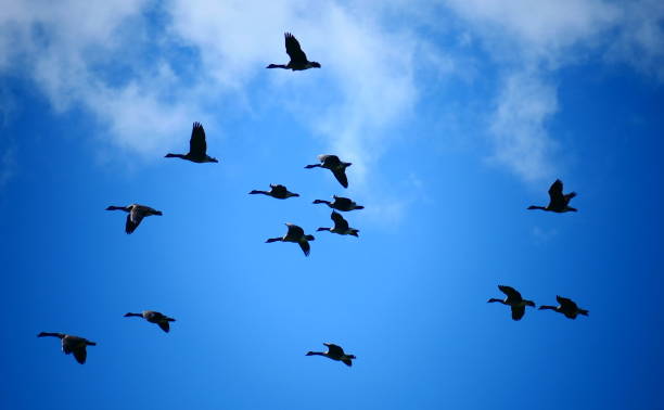 istock Bernaches du Canada en vole dans le ciel 1363008678