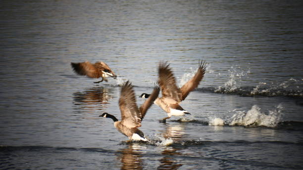 istock Quebec geese on the water that fly in close-up 1363008687