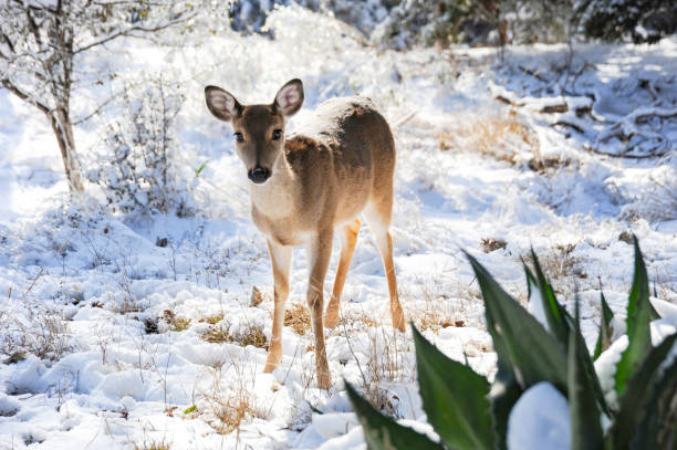 istock A single doe in the snow looking for food. 1363012464