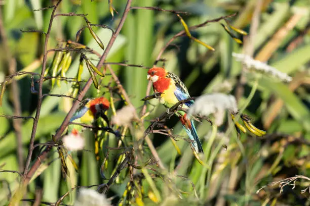 Brightly colored plumage stands out against greenery of surrounding bush in Gordon Carmichael Reserve and Wetlands in Tauranga New zealand.