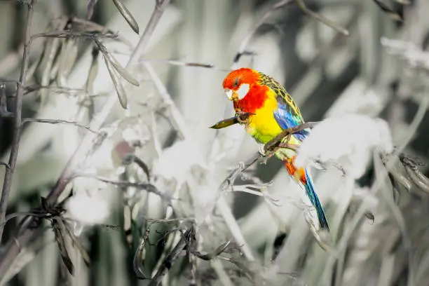 Brightly colored plumage stands out against greenery of surrounding bush in Gordon Carmichael Reserve and Wetlands in Tauranga New zealand.