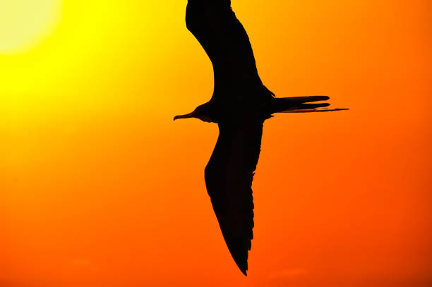istock Bird Silhouette Flying On Colorful Background Abstract Illustration 1363018531