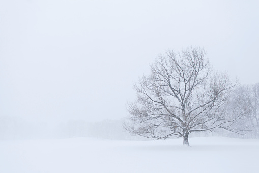 Lone tree during blizzard in Central Park, New York City.