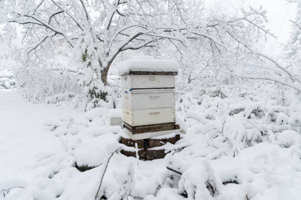 An artificial bee hive covered in snow during a snowstorm.