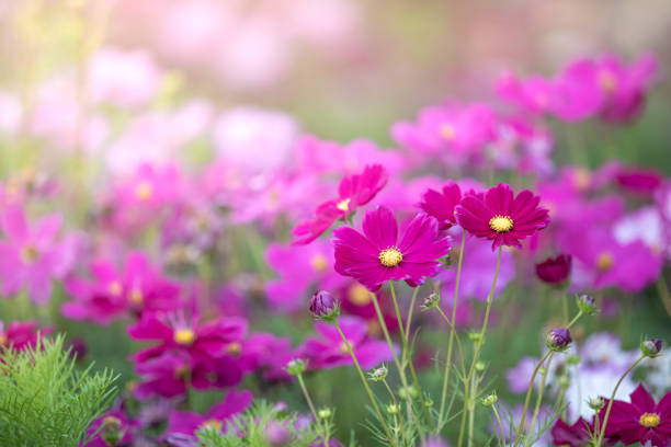 fiore rosa del cosmo (cosmos bipinnatus) con sfondo sfocato . bellissimi fiori, fiori in giardino - cosmea foto e immagini stock